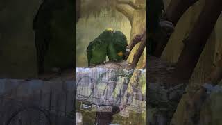 (자막을 켜주세요) 노란이마 아마존 앵무