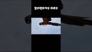 마카우 앵무새 자유비행 근접 영상찍기 도전~ #shor…