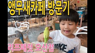 앵무새카페 리프패럿 오산점 방문영상/리프패럿/리프승수/…