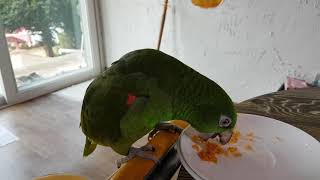 아마존앵무새가 먹는걸 좋아해요. 계란을 주면 아주 맛있게 먹어요..