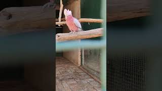 Beautiful birds in the world #…