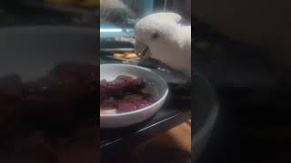 #코카투 #birds #듀컵코카투 #듀컵 #parrot #생간 #소간 #육식