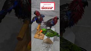 사람같이 샤워하는 뉴기니아앵무새 eclectus par…