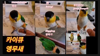 하얀양말을 싫어하는 무시무시한 카이큐앵무새