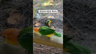 땅강아지 뭉실이 #강아지 #카이큐 #parrot #bi…