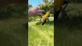 똥강아지들 산책#산책 #앵무새 #parrot #카이큐 #birds #생태공원