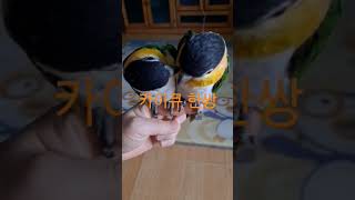 카이큐 앵무새#shorts