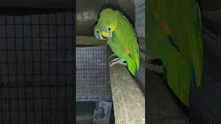 다정한 아마존C