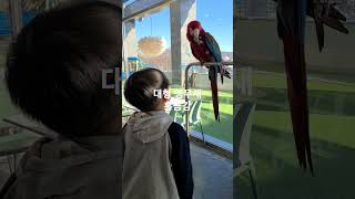 #대형앵무새 #홍금강앵무새 #앵무새카페