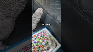 애교만 믿는 앵무새ㅋㅋ 귀여움 치트키