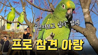 관종앵무새 보고 사람들이 궁금 해하는 질문 / 사람구경났네~/ 관종앵무새