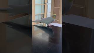 왕관앵무새 달이