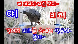 보더콜리 강아지 "비코"를 혼내는 앵무새 연구대상똘이