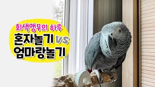 회색앵무의 하루 ✨ 혼자 놀기 vs 엄마랑 놀기