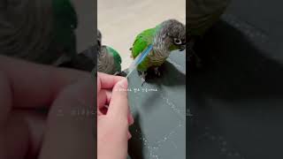 쫄앵무 서열정리하고 가실게요  #서열정리 #앵무새 #앵무새키우기 #퀘이커 #코뉴어