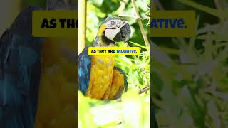 Meet the Chatty Yellow-Naped A…