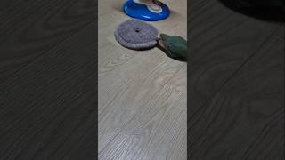 앵무새 드리블 #parrot #lovebird #모란앵…