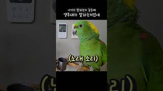 너무 귀여운 목소리 아기아니에요!꿍시렁 코러스가 매력적인 아랑 #아랑이 #아마존앵무새 #노래하는앵무새