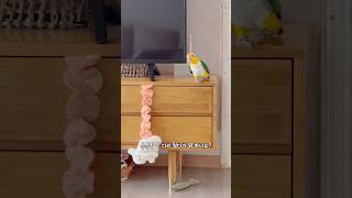 카이큐 앵무새의 특징!