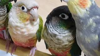 [앵무파파] 앵무새가족, 파인애플코뉴어 코니, 이사벨펄왕관앵무 베리, 레드옐로우사이드코뉴어 연두와 초롱이의 휴일, 메탈배스바다투망낚시인의 일상다반사 브이로그 [2020.01.03]