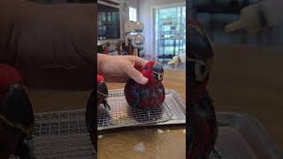 예쁘게 생긴 태어난지 2달된 뉴기니아앵무새 eclect…