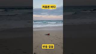 앵무새가 처음으로 바다를 본 반응 홍금강앵무새 #앵무새…