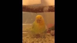 모란앵무 체조하기 (모란체조 시~작)