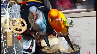 Parrot - Monk parakeet(muk) & Aratinga(Harry) #앵무새 #썬코뉴어 #퀘이크