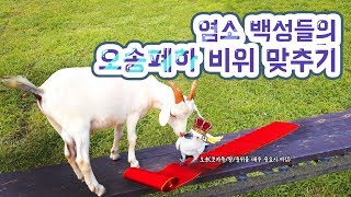 코카투 앵무새 오송폐하가 납셨다??! l 동물농장 개새냥