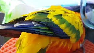 20171120 그냥 썬코뉴어의 깃털이 예쁨