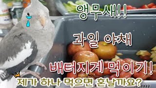 (귀여운 앵무새,웃긴앵무새) 앵무새! 뷔페식 차려주다!…
