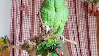 말하는앵무새가 음악에 흥겨워 "안녕~"이라고 인사하네요.