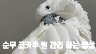 그저 우리집 앵무새 순무 코카투 털 정리 하는 영상 #parrot #앵무새 #엄브렐라코카투 #cockatoo #オウム #インコ #코카투