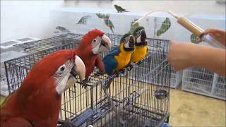 앵무새수입(국제적멸종위기종 2급) [앵무새동물원.인천조류원]