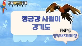 [앵무새자유비행] 청금강 시월이  경기도