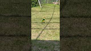 콩콩 / 아직은 어설픈 점프 / 신난 앵무새 #카이큐 #앵무새 #parrot #caique