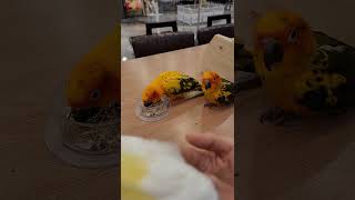 사랑스런 썬코뉴어 앵무새