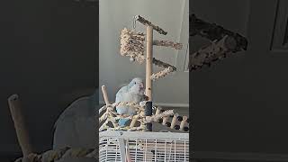 [퀘이커 앵무] 요즘 짜증 모드 | 사과 매일 안준다고 #parrot #quakerparrot #사과 #짜증 #까꿍이