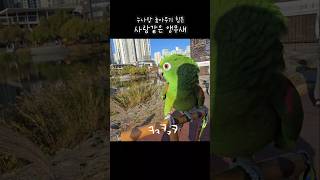 말하는앵무새 누나랑놀아주기 피곤해  #아랑이 #parr…