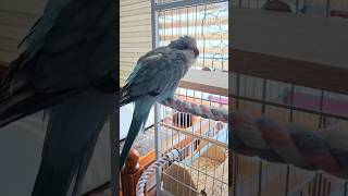 [퀘이커 앵무] 전화통화 흉내내길래 카메라 켰더니 # #parrot #quakerparrot #cute #까꿍이
