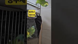 발정난 앵무새 #parrot #앵무새소주 #앵무새발정 #아마존앵무새