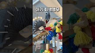 가르쳐줘도 말 안 듣는 앵무새  버드리평택점 앵무새카페…