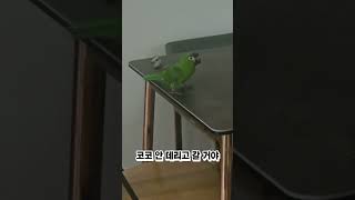 #말하는앵무새 #한스마카우