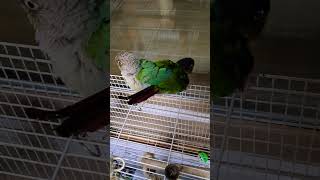 울 앵무새들은 시도때도 없이  사랑을 나누는중~❤️❤️…