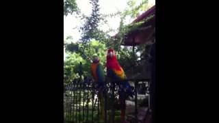 Scarlet Macaw or red Macaw ( b…