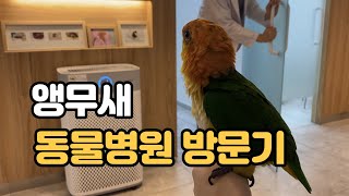 [앵무새 브이로그] 대중교통으로 동물병원 다녀오기 / …