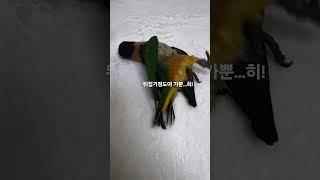 내이름 조쿠키 나이 생후60일 이유식을 졸업했지 #카이큐앵무새 #뒤집기 #앵무새