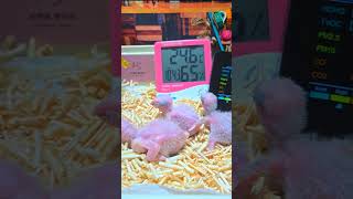 카이큐, 세네갈 앵무 #birdslover #parro…