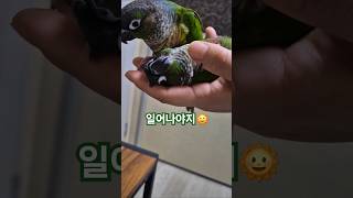 코뉴어앵무새#하랑이#하봉이#parrot#모닝콜#아이유