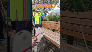 웃는 앵무새?웃음을 주는 앵무새♡ #parrot #앵무…